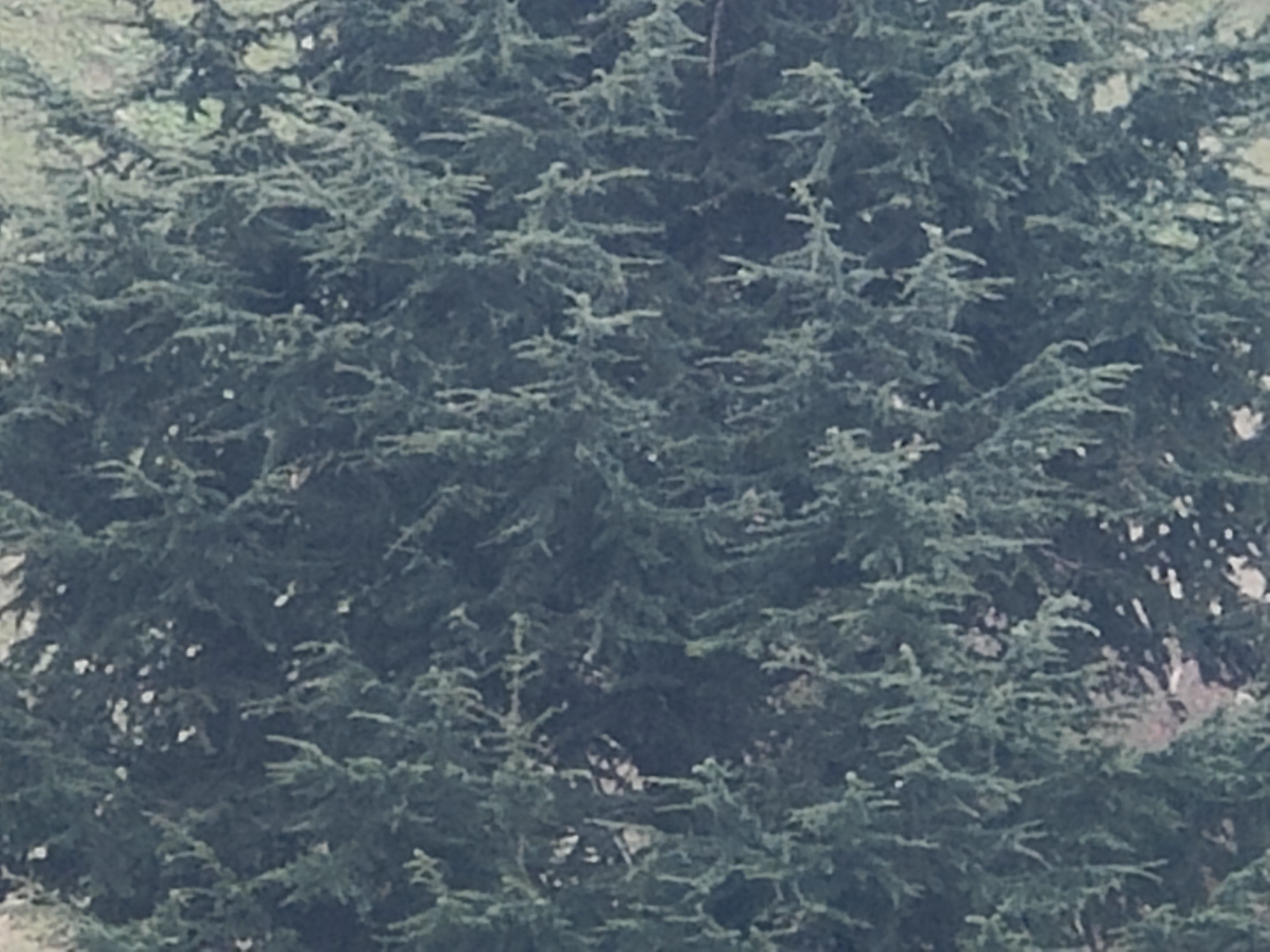 10 ZOOM 20X OPPO FIND X5 PRO