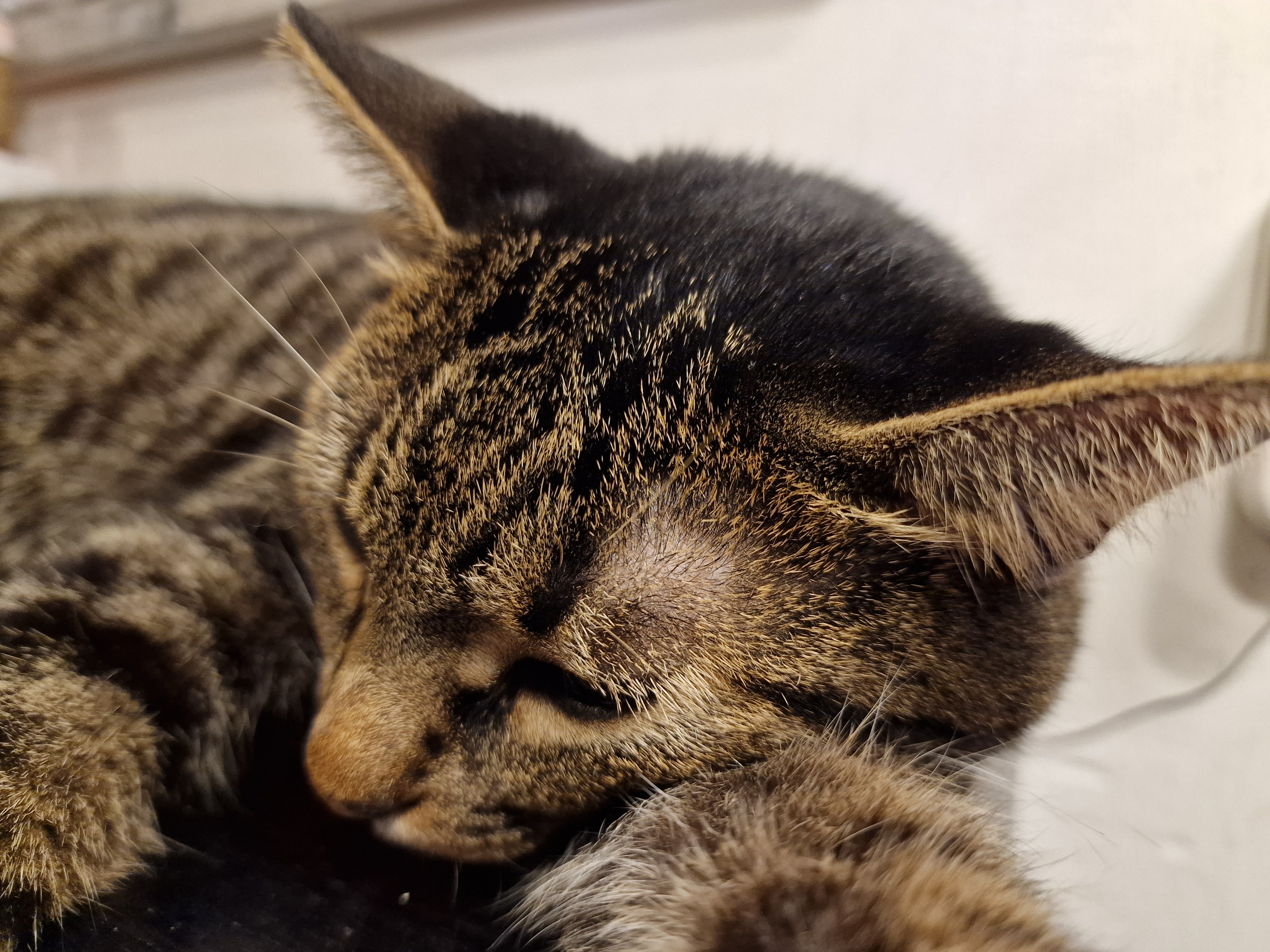 GATTO SAMSUNG GALAXY S22 ULTRA