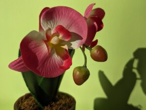 FIORE GOOGLE PIXEL 8 PRO