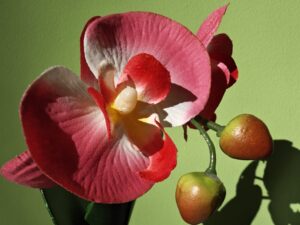 FIORE XIAOMI13 ULTRA